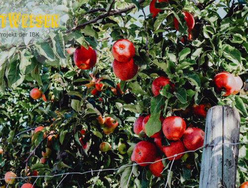 SichtWeisen | Regionale Ernährung am Bodensee | Bild von Constanze Beyer auf Pixabay