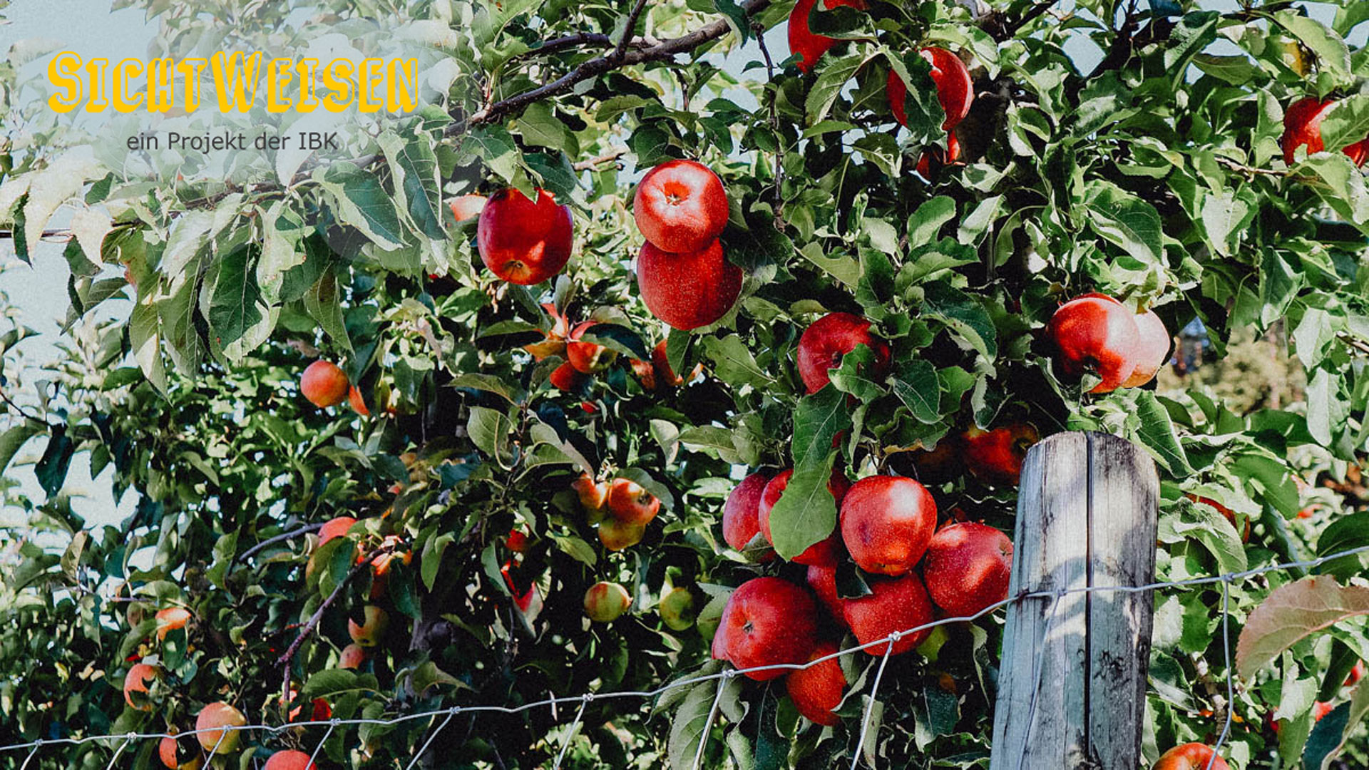 SichtWeisen | Regionale Ernährung am Bodensee | Bild von Constanze Beyer auf Pixabay